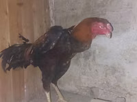 Chickens — foto 1