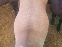 Carnero, Rhon sheep — foto 1