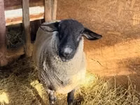 كبش, White Suffolk sheep — الصورة 2