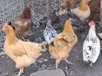 Chickens — foto 2