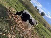 母牛, Cast cow — 照片 4