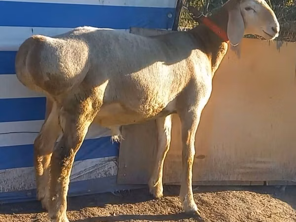 मेढ़ा, Arashan sheep