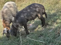 Schafe (Partie, Geschlecht nicht angegeben), Arabi sheep — Foto 1
