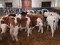 सांड, Simmental cattle — फ़ोटो 5