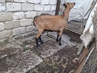 عنزة, Italian Alpine goat — الصورة 4
