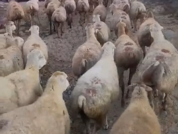 نعجة, Daglıс sheep