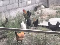 Chickens — foto 8