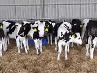 गाय, गोलस्टीन नस्ल — फ़ोटो 6