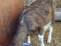 Ziegenbock, Toggenburg goat — Foto 4