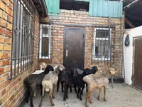 نعجة, Rhon sheep — الصورة 2