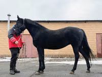 Mare, Akhal-Teke — photo 6