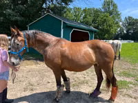 فرس, Appaloosa — الصورة 4