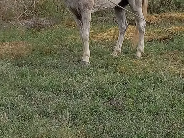 حصان, Azerbaijan horse