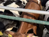 Kuh, Russian Black pied cattle — Foto 8