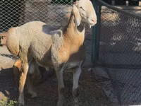 Widder, Arashan sheep — Foto 1