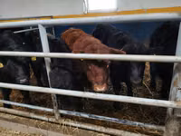 Bulle, Aberdeen-Angus — Foto 5