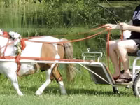 Horse (M), Miniature horse — photo 4