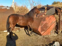 فرس, Arabian horse — الصورة 1