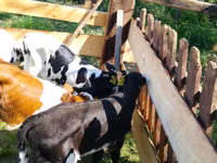 Bovinos (lote, sexo no especificado), Russian Black pied cattle — foto 2