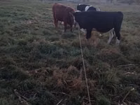 Toro, Ganado vacuno — foto 3