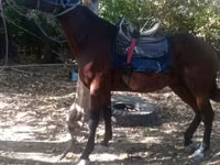 Horse (M), Friesian sport horse — photo 1