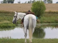 حصان, Quarter Horse — الصورة 4