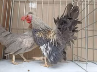 Chickens — الصورة 4
