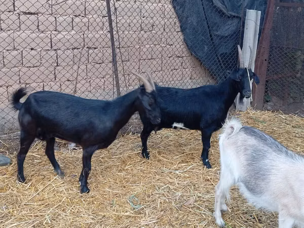 Ziegenbock, Saanen goat