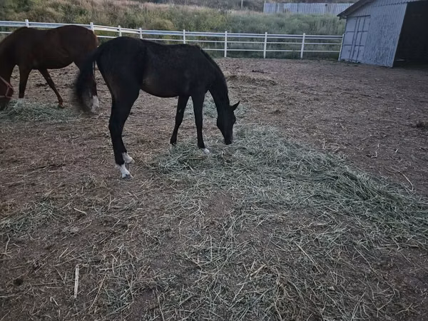 حصان, Akhal-Teke