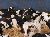 Rinder (Partie, Geschlecht nicht angegeben), Simmental cattle — Foto 3