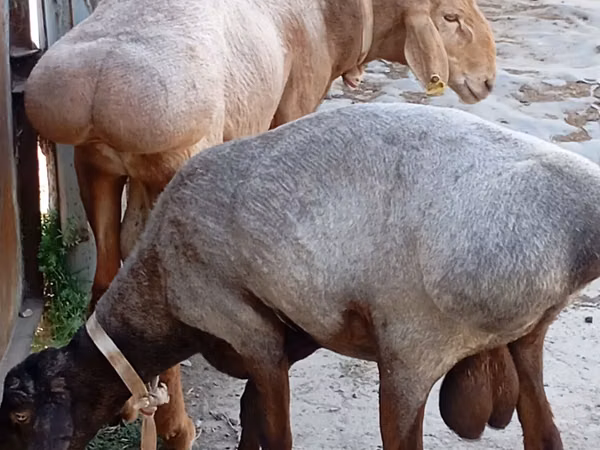 Widder, Ordabasy sheep