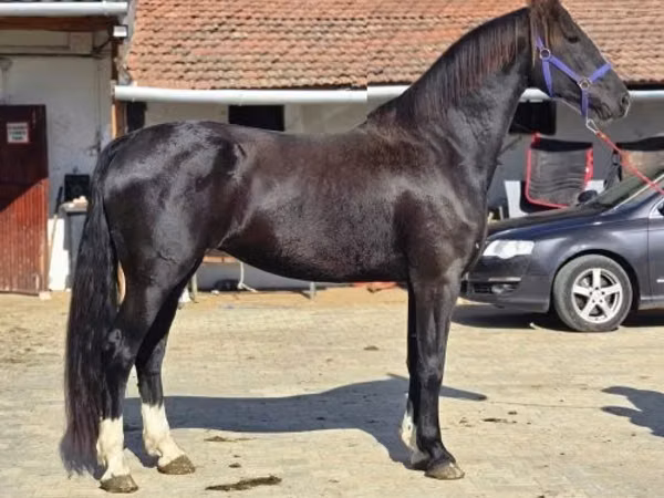 Stute, Dutch warmblood horse