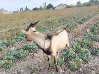 Billy Goat, Alpine goat — photo 2