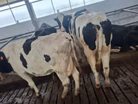 Kuh, Holstein-Rasse — Foto 2