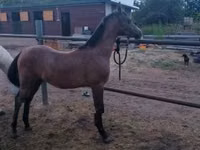 Caballo, Shagya — foto 1