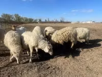 Widder, Merino sheep — Foto 3