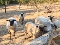 كبش, Shroshire sheep — الصورة 2