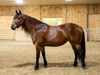 Mare, Friesian — photo 4