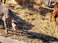 मवेशी (लॉट, लिंग निर्दिष्ट नहीं), Simmental cattle — फ़ोटो 4