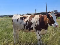 Vaca, Russian Black pied cattle — foto 8