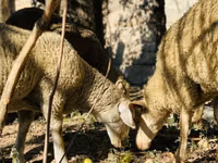 मेढ़ा, Merinoland sheep — फ़ोटो 5