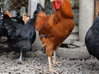 Chickens — फ़ोटो 1