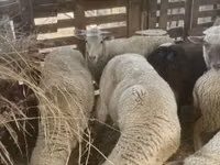 Schaf, Blackheaded Persian sheep — Foto 5