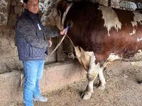 सांड, Simmental cattle — फ़ोटो 6