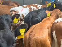मवेशी (लॉट, लिंग निर्दिष्ट नहीं), Simmental cattle — फ़ोटो 4