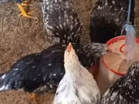 Chickens — Foto 6