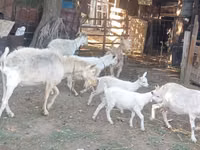 Ziege, Dutch Landrace goats — Foto 1