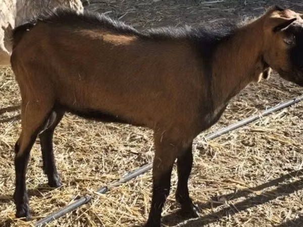 Ziegenbock, Alpine goat