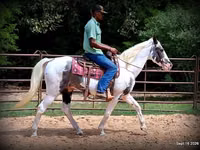 Horse (M), National Show Horse — photo 7