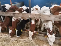 Bulle, Simmental cattle — Foto 3